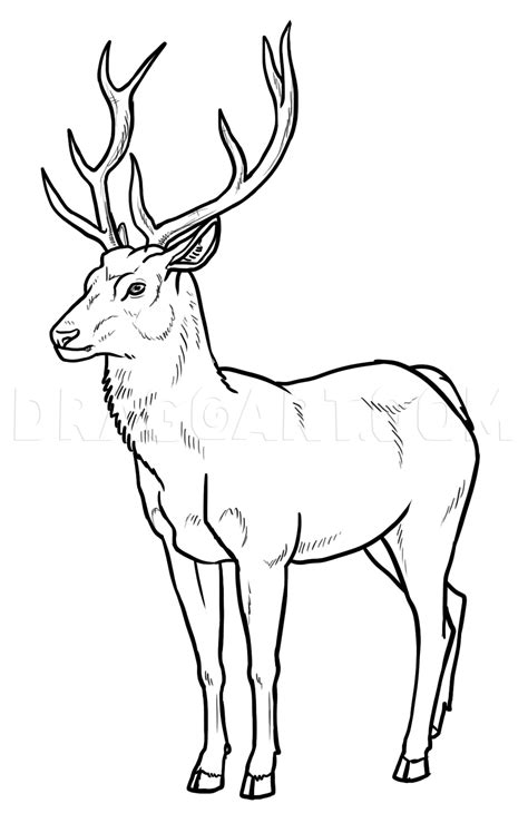 How To Draw Deer Step By Step Drawing Guide By Makangeni Dragoart
