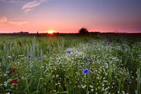 Many Wildflowers On Field At Sunset Stock Photo Image Of Scenic