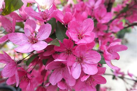 Blossom Pink Crabapple Tree Pikist