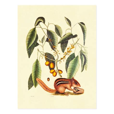 Vintage Chipmunk Illustration Postcard Art Prints