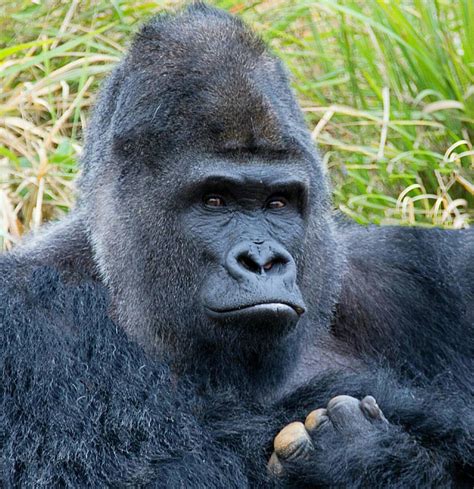 Silverback Gorilla Turns Brewer The Drinks Business