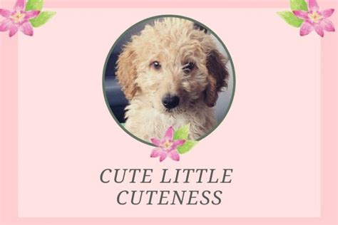 150 Goldendoodle Girl Names Cute Unique A Dood Able Happy Go Doodle