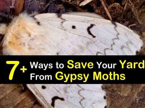 Gypsy Moth Life Cycle