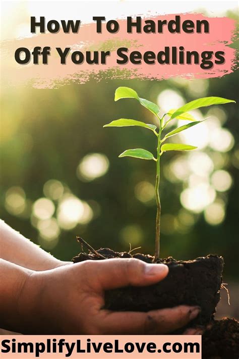 How To Harden Off Your Seedlings Simplify Live Love