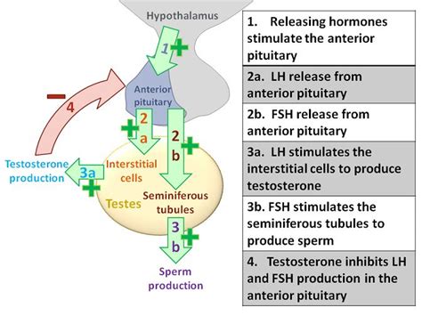 102 Male Reproduction Hormonal Control Anatomy And Physiology