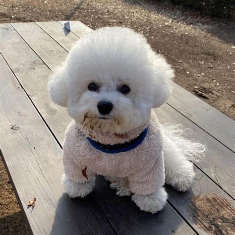 Top 7 Low Energy Hypoallergenic Dogs That Dont Shed 2024 We Love