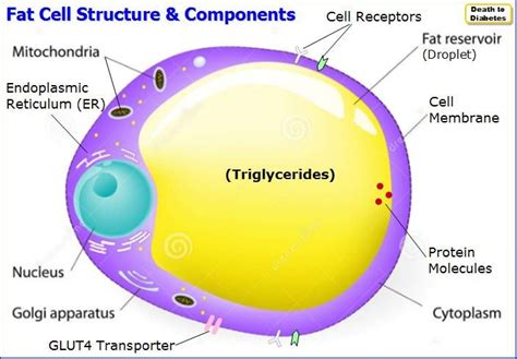 Fat Cell Diagram Chicfer