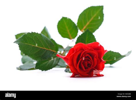 Beautiful Red Rose Stock Photo Alamy