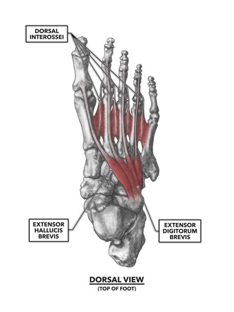 26.20 superficial intrinsic muscles of the sole right foot, plantar view. CrossFit | The Foot, Part 1: Muscles