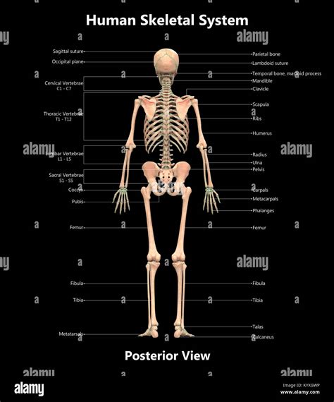 Esqueleto Humano Diseño De Etiqueta Del Sistema Vista Posterior