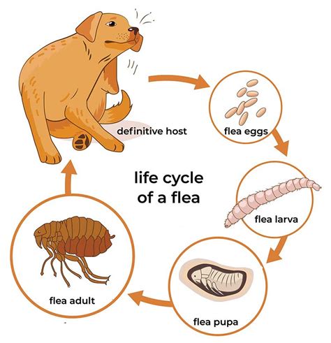 Life Cycle Of Fleas