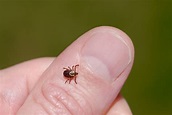 Female American dog tick, Dermacentor variabilis, also known as the ...