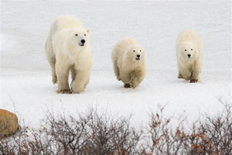 Two Polar Bear Populations Stable Churchill Polar Bears