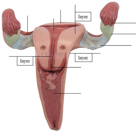 Female Reproductive Model Diagram Quizlet