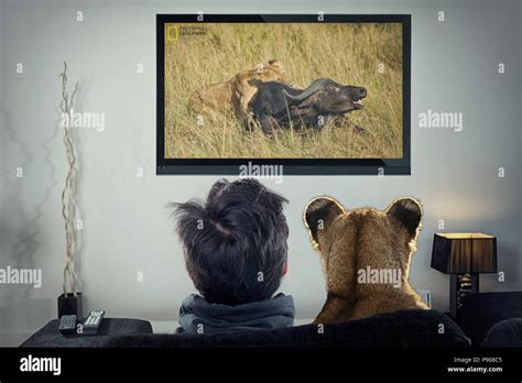 Lion Watching Tv Hi Res Stock Photography And Images Alamy