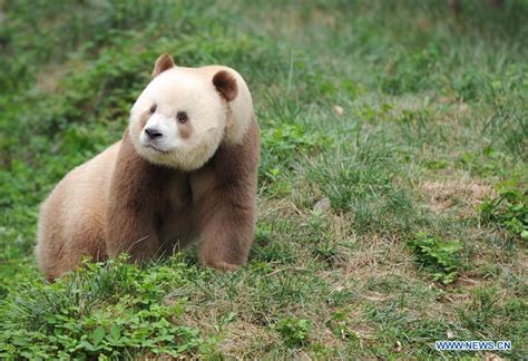Chine Adoption De Lunique Panda Géant Brun En Captivité Au Monde