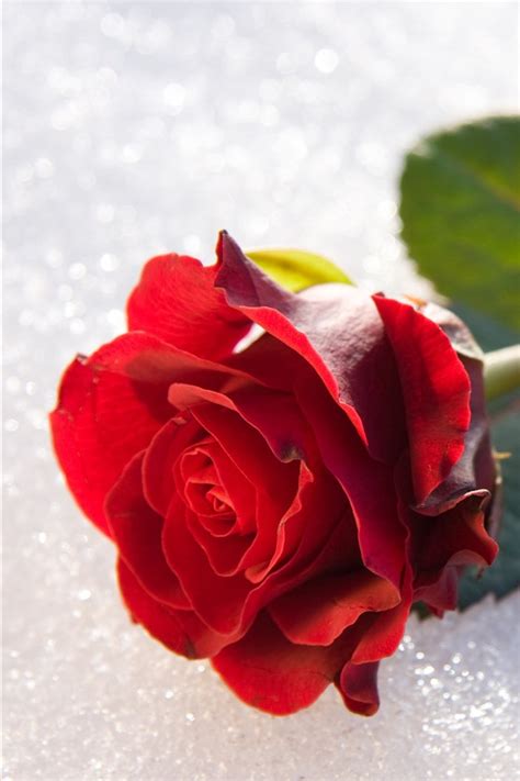 Wallpaper Red Rose Petals Stem Leaves 7680x4320 Uhd 8k Picture Image