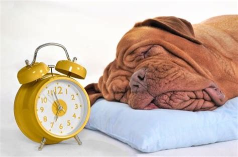 Wie Viele Stunden Muss Mein Hund Schlafen Deine Tiere