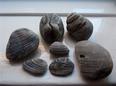Miscellaneous Fossils From Marske And Redcar Fossils Redcar