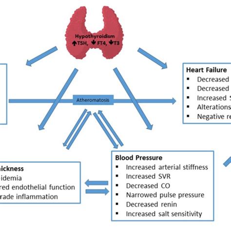 Pdf Hypothyroidism Cardiovascular Endpoints Of Thyroid Hormone
