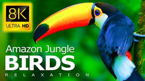 8k Birds World Amazon Rainforest Birds And Relaxing Piano Music In