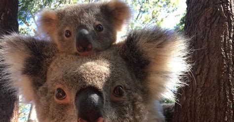 Super Cute Baby Koala And Mother Just Hanging Out Looking