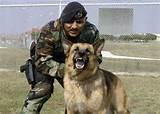 Photos of K9 Handler In The Army