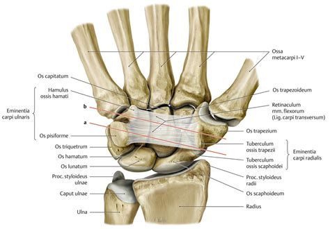 Skull base / full text. Handgelenk (Anatomie) - eRef, Thieme