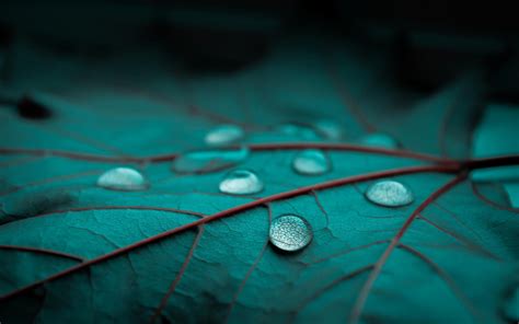 Free Download Rain Drops Leaf Leaves Bokeh Macro Wallpapers Hd Desktop