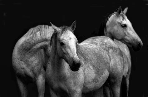 White Horses Tony Stromberg Photographytony Stromberg Photography