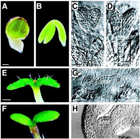 Leafy Cotyledon2 Encodes A B3 Domain Transcription Factor That Induces