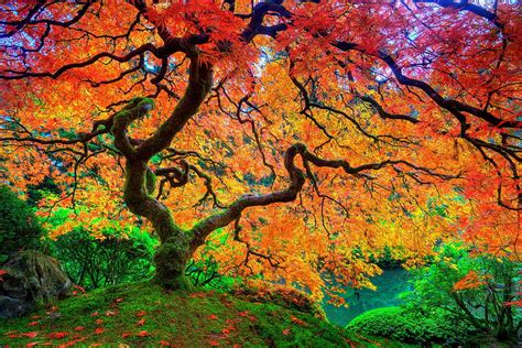 Maple Leaf Tree Japanese Autumn Season Natural Beauty Trees