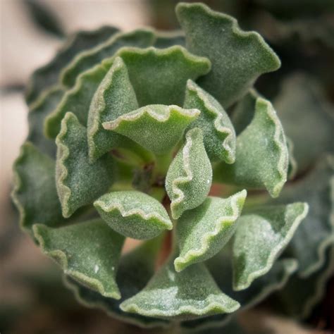 The Most Unusual Succulent Plants For Your Garden