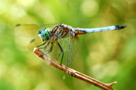 Edupic Dragonflies And Damselflies