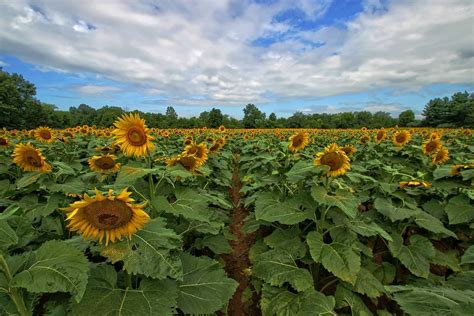 Planted Love Sunflowers In Poolesville Md At Mckee Besher Flickr
