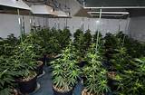 Photos of Marijuana Grow Operation
