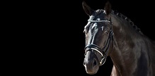 Professional Horse Photography | Golda Dressage | Horses, Horse ...