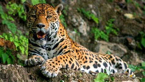 Fotos De Los Impresionantes Jaguares Que Fueron Encontrados En Petén