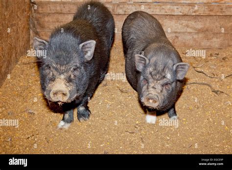 Vietnamese Pot Bellied Pig On A Traditional Farm Stock Photo Alamy