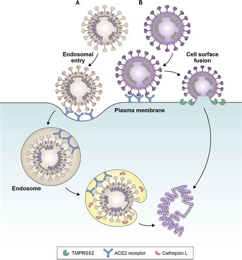 Frontiers SARS CoV 2 Omicron Variants Burden Of Disease Impact On