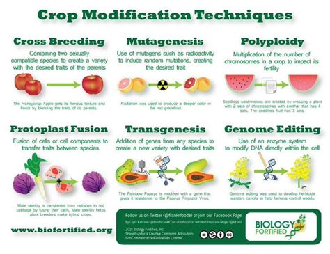 Crop Modification Techniques Infographic