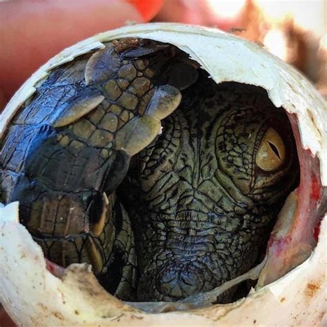 Alligator Hatching Rnatureismetal