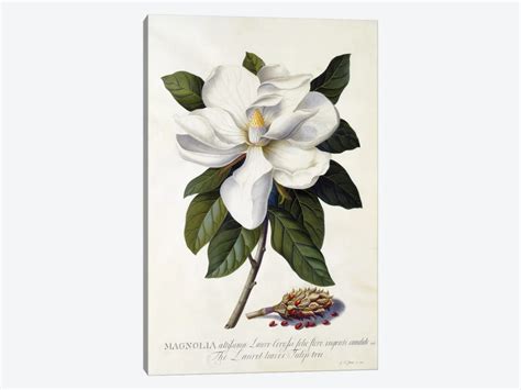 Magnolia Grandiflora C1743 Art P Art Print Georg Dionysius Ehret
