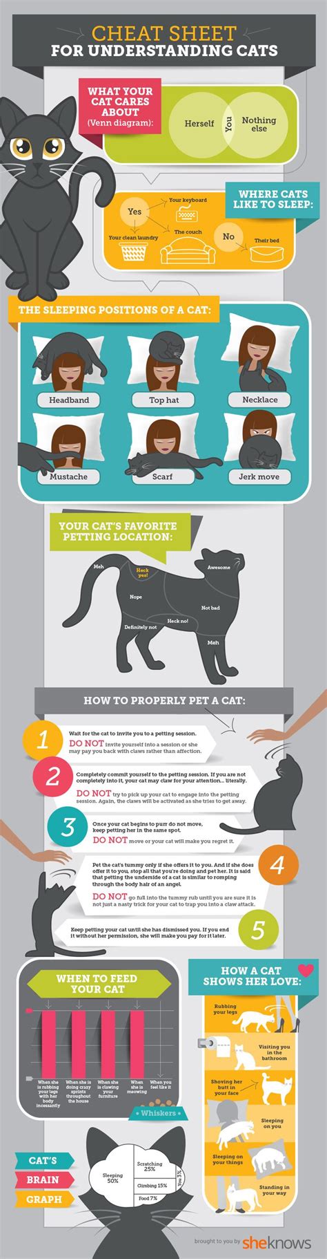 Cat Cheat Sheet Jeanne Foguths Blog