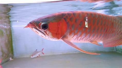 Menambahkan warna putih akan memperterang semburat merah. Ikan arwana warna merah cantik luar biasa - YouTube