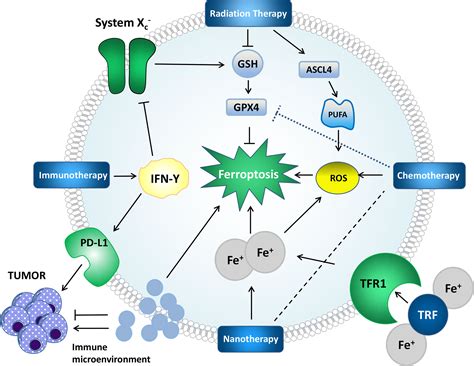 Frontiers Lipid Metabolism In Ferroptosis And Ferroptosis Based