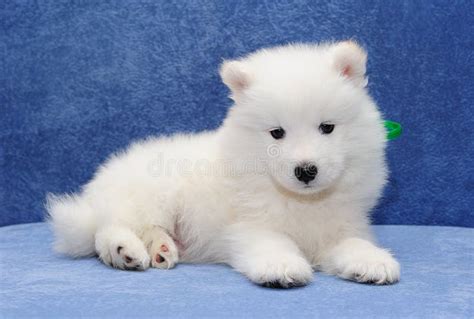Samoyed Puppy Stock Photo Image Of Breed Purebred Lovely 24942106