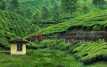 Tea Plantation Plants Correct Designed Place Perfect