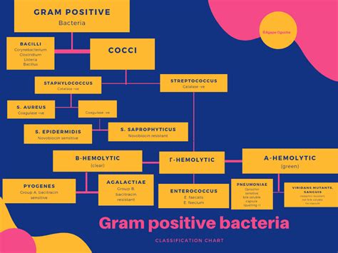 Gram Positive And Negative Bacteria Flow Chart Best Picture Of Chart