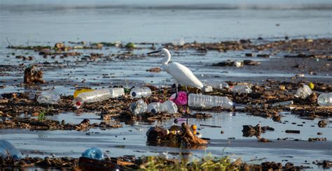 Mundo Día Mundial del Medio Ambiente En busca de eliminar la huella plástica National